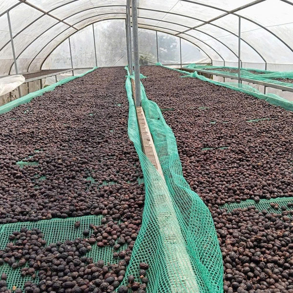 Giàn phơi cà phê