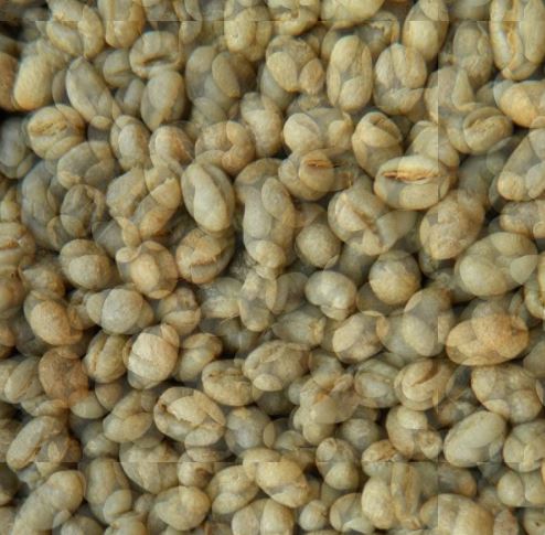 Nhân xanh Culi Robusta