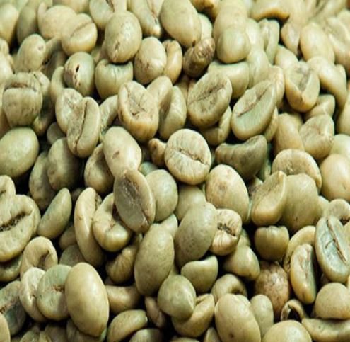 Nhân xanh Robusta thông dụng