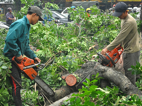 Dịch vụ cắt tỉa cây xanh
