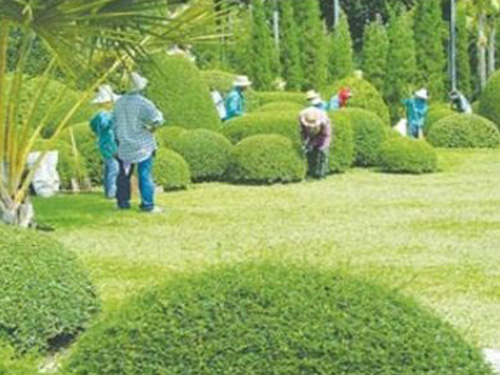 Dịch vụ chăm sóc cây xanh