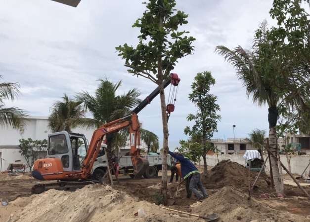 Cung cấp và thi công cây xanh khu đô thị mới