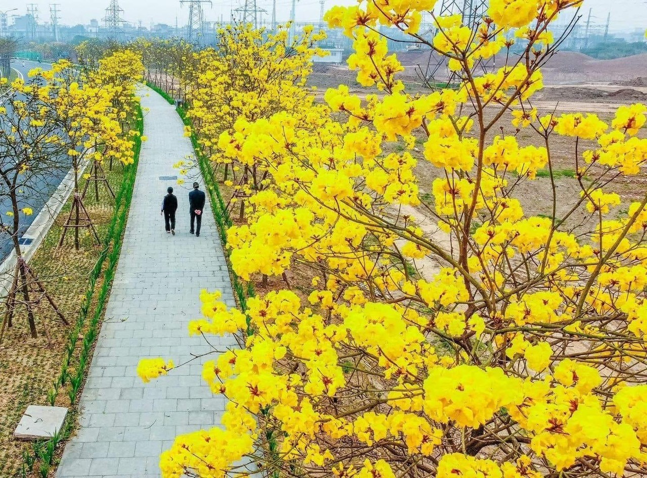 Dự án chăm sóc cây xanh KĐT ParkCity Hà Nội