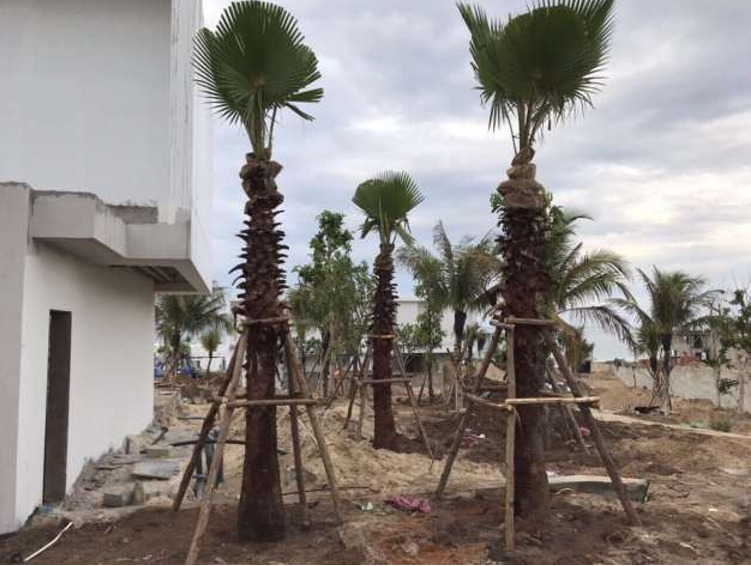 Thi công trồng cây tại dự án khu công nghệ cao