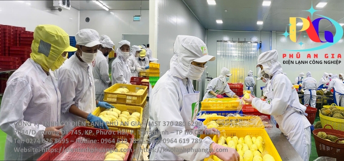 Chế biến tách múi sầu riêng