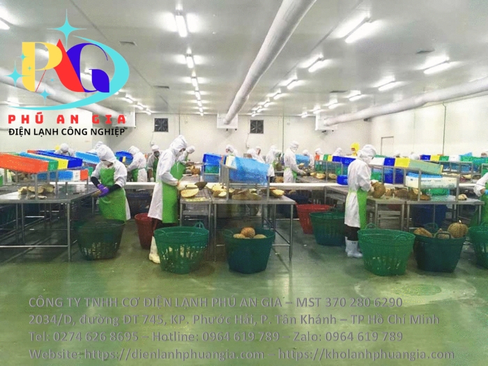 Phòng kho tách múi sầu riêng cấp đông