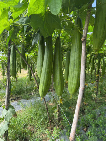 Khu vực canh tác mướp - Sản Phẩm Từ Xơ Mướp Loofah Global - Công Ty Cổ Phần Tập Đoàn Loofah Global
