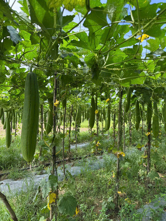 Khu vực canh tác mướp - Sản Phẩm Từ Xơ Mướp Loofah Global - Công Ty Cổ Phần Tập Đoàn Loofah Global