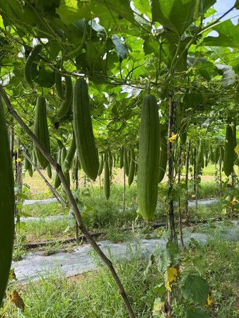 Khu vực canh tác mướp - Sản Phẩm Từ Xơ Mướp Loofah Global - Công Ty Cổ Phần Tập Đoàn Loofah Global