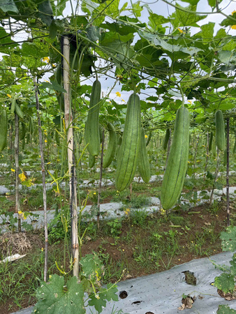 Khu vực canh tác mướp - Sản Phẩm Từ Xơ Mướp Loofah Global - Công Ty Cổ Phần Tập Đoàn Loofah Global