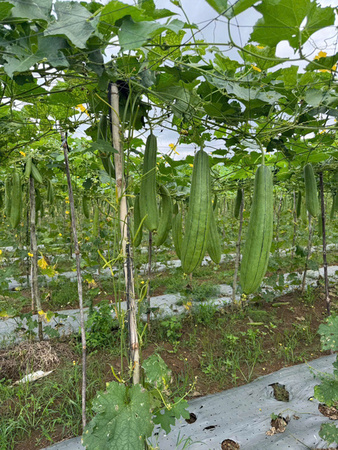Khu vực canh tác mướp - Sản Phẩm Từ Xơ Mướp Loofah Global - Công Ty Cổ Phần Tập Đoàn Loofah Global