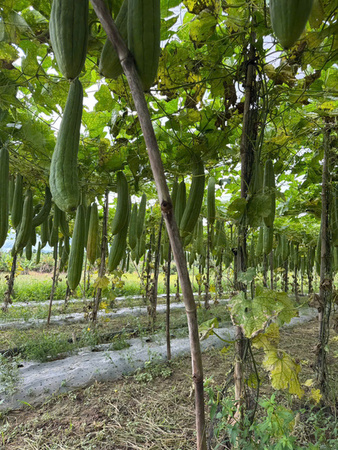 Khu vực canh tác mướp - Sản Phẩm Từ Xơ Mướp Loofah Global - Công Ty Cổ Phần Tập Đoàn Loofah Global