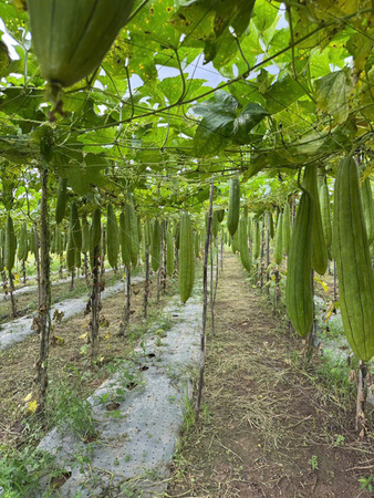 Khu vực canh tác mướp - Sản Phẩm Từ Xơ Mướp Loofah Global - Công Ty Cổ Phần Tập Đoàn Loofah Global
