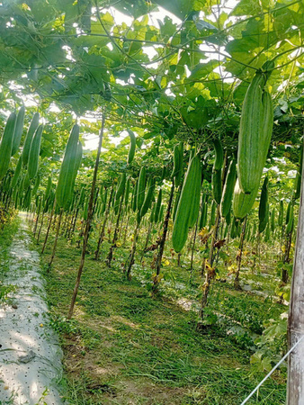 Khu vực canh tác mướp - Sản Phẩm Từ Xơ Mướp Loofah Global - Công Ty Cổ Phần Tập Đoàn Loofah Global