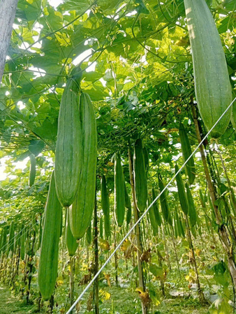 Khu vực canh tác mướp - Sản Phẩm Từ Xơ Mướp Loofah Global - Công Ty Cổ Phần Tập Đoàn Loofah Global