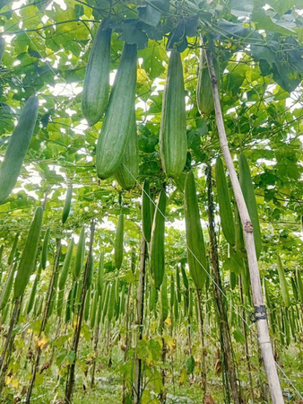 Khu vực canh tác mướp - Sản Phẩm Từ Xơ Mướp Loofah Global - Công Ty Cổ Phần Tập Đoàn Loofah Global