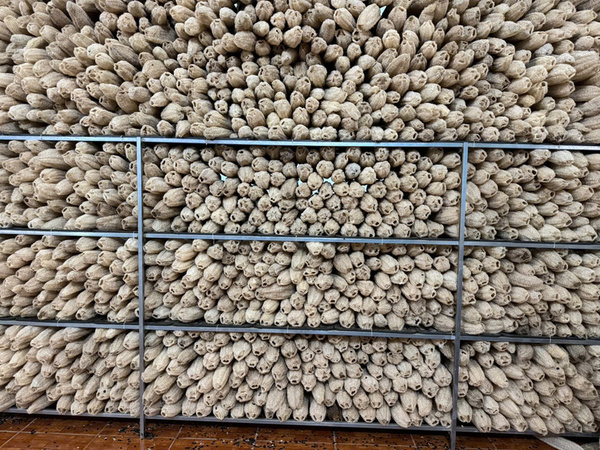 Quy trình sản xuất xơ mướp - Sản Phẩm Từ Xơ Mướp Loofah Global - Công Ty Cổ Phần Tập Đoàn Loofah Global