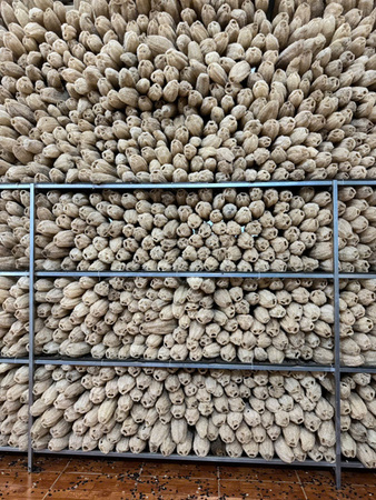 Quy trình sản xuất xơ mướp - Sản Phẩm Từ Xơ Mướp Loofah Global - Công Ty Cổ Phần Tập Đoàn Loofah Global