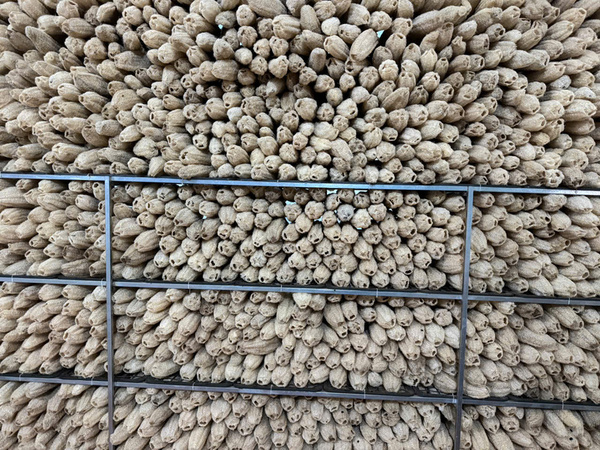 Quy trình sản xuất xơ mướp - Sản Phẩm Từ Xơ Mướp Loofah Global - Công Ty Cổ Phần Tập Đoàn Loofah Global