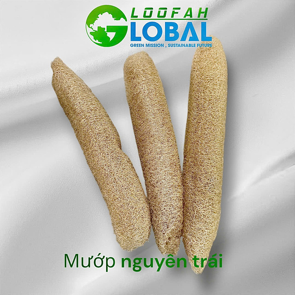Xơ mướp nguyên trái - Sản Phẩm Từ Xơ Mướp Loofah Global - Công Ty Cổ Phần Tập Đoàn Loofah Global