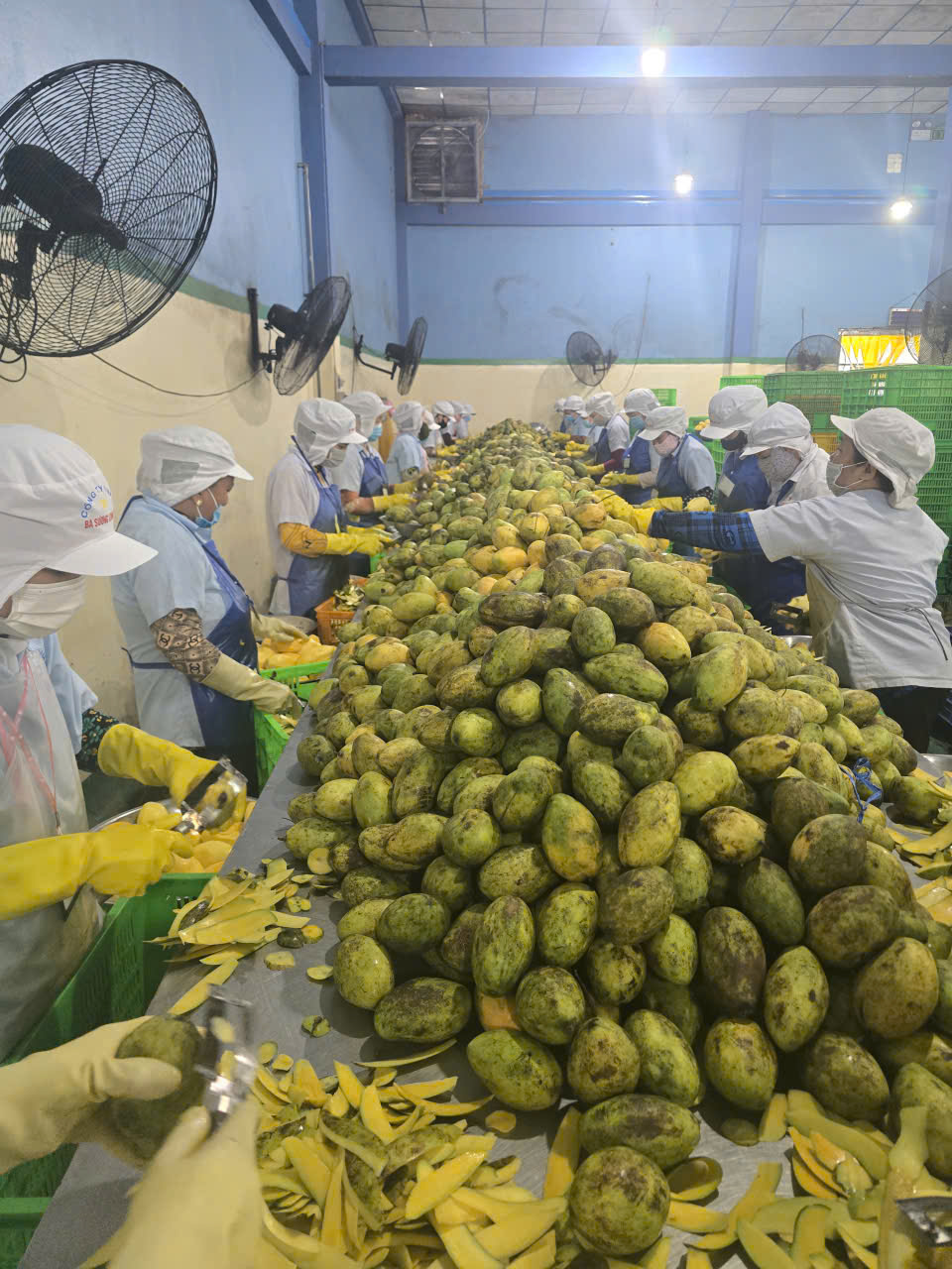Hình ảnh nhà máy sản xuất Ba Sương - Trái Cây Sấy Ba Sương - Long Mỹ - Công Ty Trách Nhiệm Hữu Hạn Ba Sương - Long Mỹ