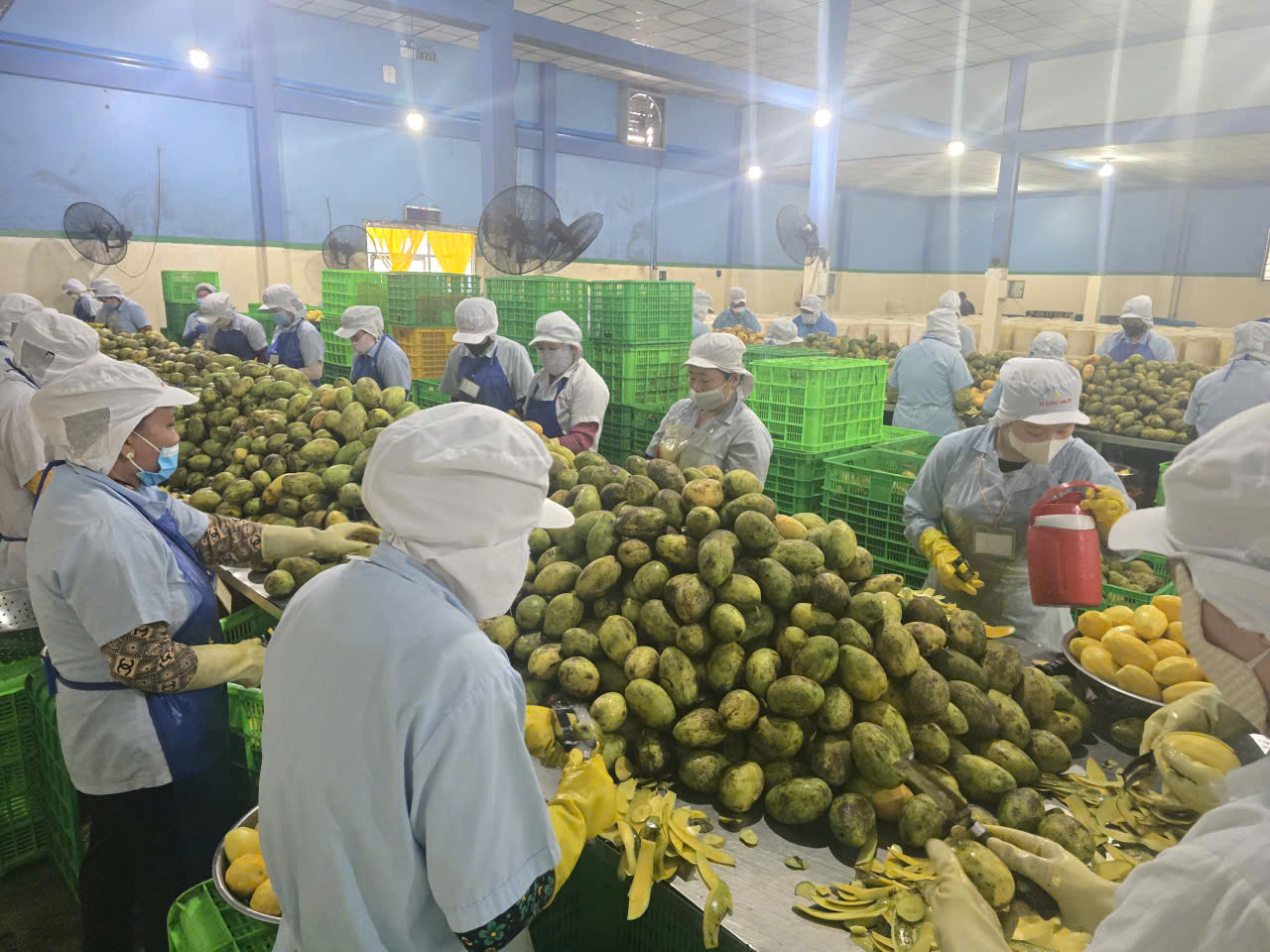 Hình ảnh nhà máy sản xuất Ba Sương - Trái Cây Sấy Ba Sương - Long Mỹ - Công Ty Trách Nhiệm Hữu Hạn Ba Sương - Long Mỹ