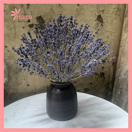 Bình hoa lavender khô Hara