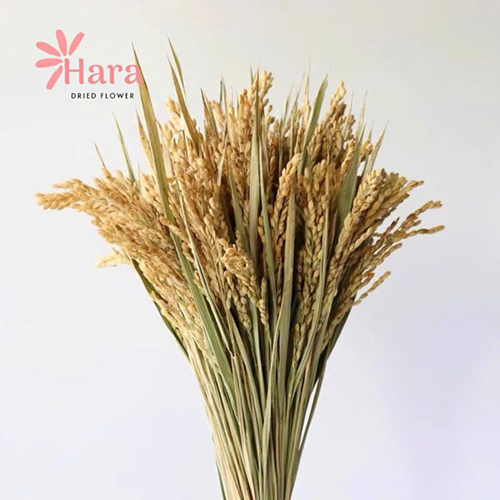 Bông lúa thật khô (Nâu, Vàng nhạt, Vàng đậm)