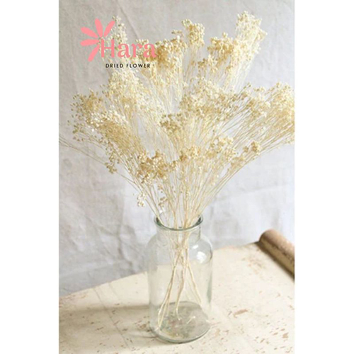 Hoa Baby Bloom trắng Gypsophila khô decor phong cách tối giản