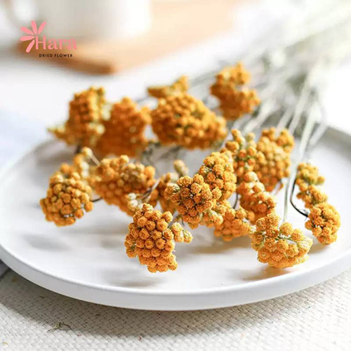 Hoa cúc trường sinh khô