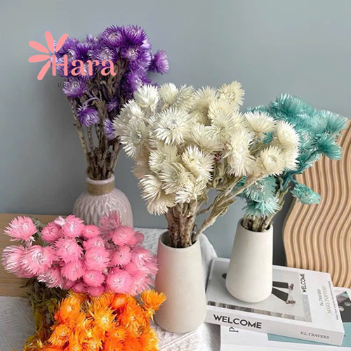 Hoa cúc tuyết bất tử khô