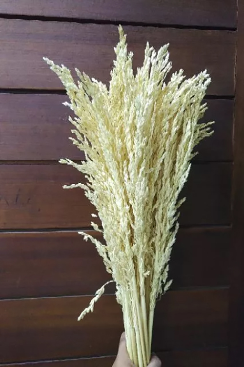 Hoa lúa mì Indo khô tự nhiên