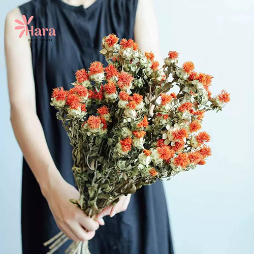 Hoa rum khô (Safflower)