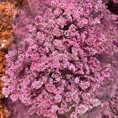 Hoa sao thủy tinh khô nhiều màu