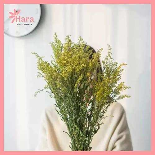 Hoa vàng anh khô (Golden Rain)