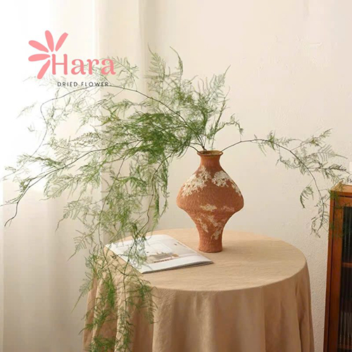 Kim thuỷ tùng khô