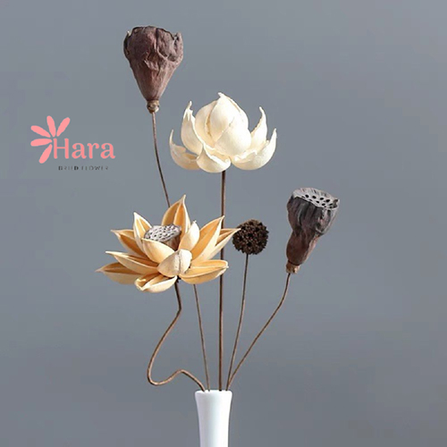 Set hoa sen khô decor