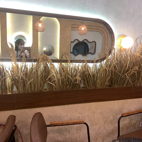 Thi công cắm cỏ lúa KATINAT Hải Phòng