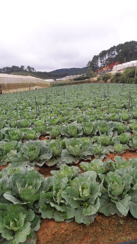 Bắp cải - Nông Sản Rau Củ Đà Lạt - Công Ty TNHH Da Sa Thảo Mộc