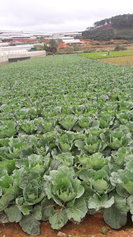 Bắp cải - Nông Sản Rau Củ Đà Lạt - Công Ty TNHH Da Sa Thảo Mộc