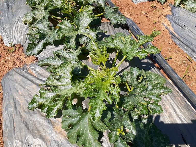 Bí ngòi - Nông Sản Rau Củ Đà Lạt - Công Ty TNHH Da Sa Thảo Mộc