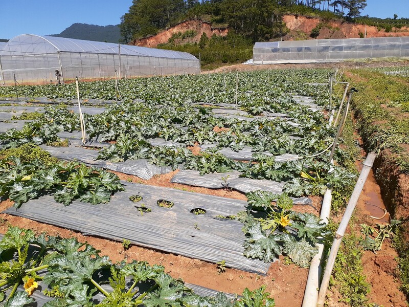 Bí ngòi - Nông Sản Rau Củ Đà Lạt - Công Ty TNHH Da Sa Thảo Mộc