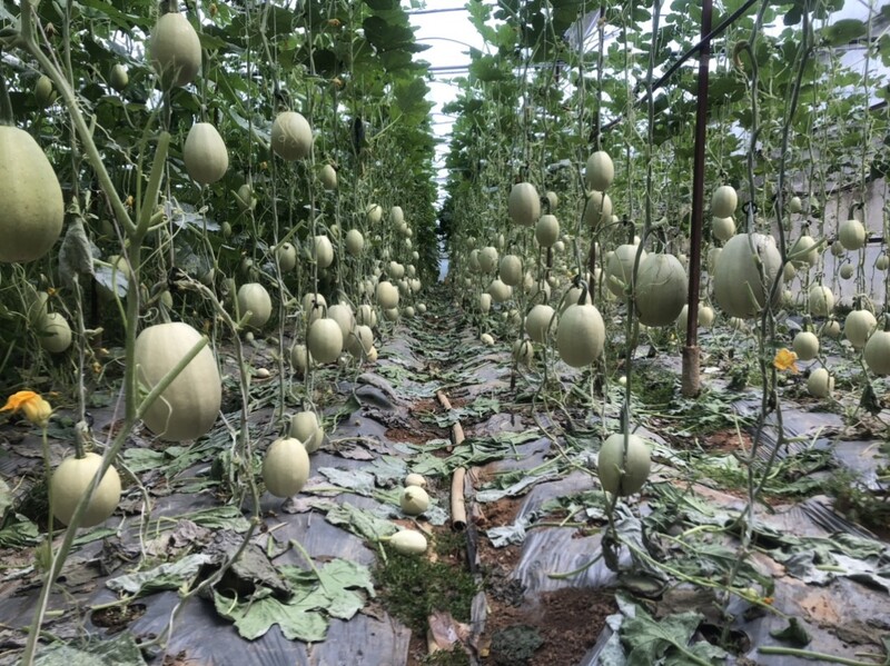 Bí sợi mì - Nông Sản Rau Củ Đà Lạt - Công Ty TNHH Da Sa Thảo Mộc