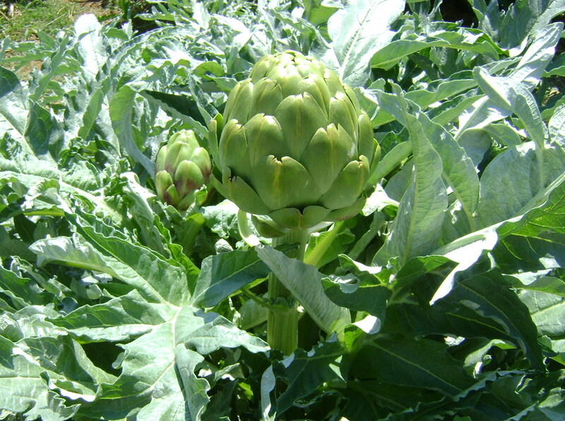 Bông Atiso - Nông Sản Rau Củ Đà Lạt - Công Ty TNHH Da Sa Thảo Mộc