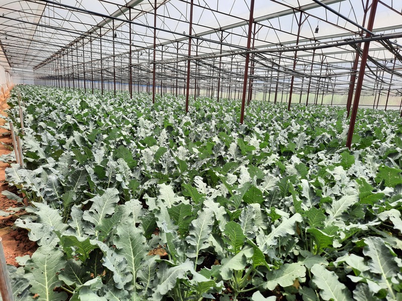 Bông cải xanh - Nông Sản Rau Củ Đà Lạt - Công Ty TNHH Da Sa Thảo Mộc