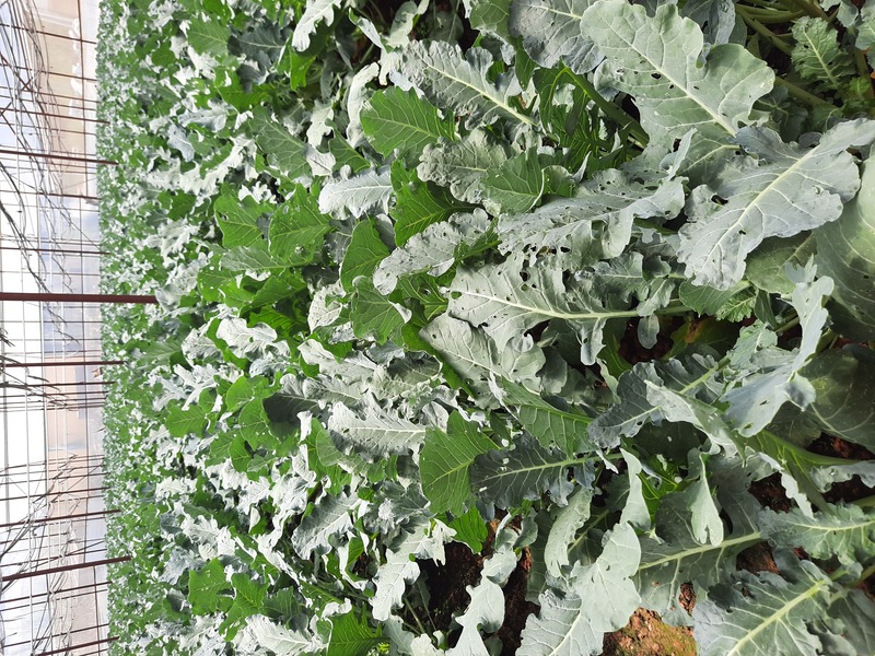 Bông cải xanh - Nông Sản Rau Củ Đà Lạt - Công Ty TNHH Da Sa Thảo Mộc