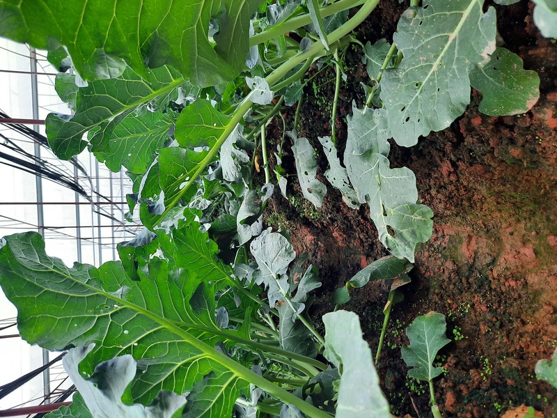 Bông cải xanh - Nông Sản Rau Củ Đà Lạt - Công Ty TNHH Da Sa Thảo Mộc