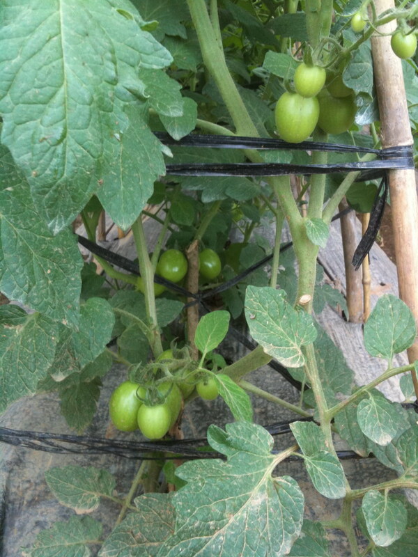 Cà chua - Nông Sản Rau Củ Đà Lạt - Công Ty TNHH Da Sa Thảo Mộc