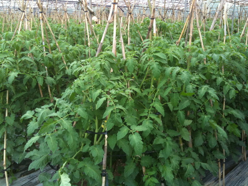 Cà chua - Nông Sản Rau Củ Đà Lạt - Công Ty TNHH Da Sa Thảo Mộc