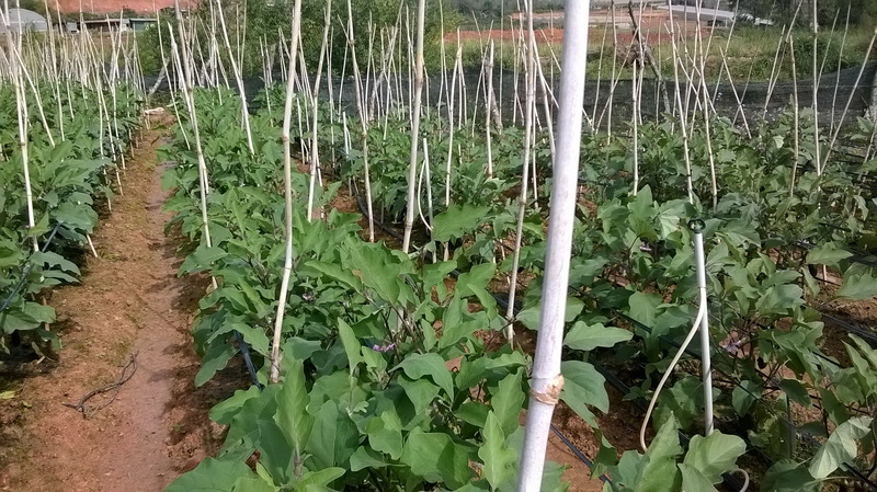 Cà tím - Nông Sản Rau Củ Đà Lạt - Công Ty TNHH Da Sa Thảo Mộc